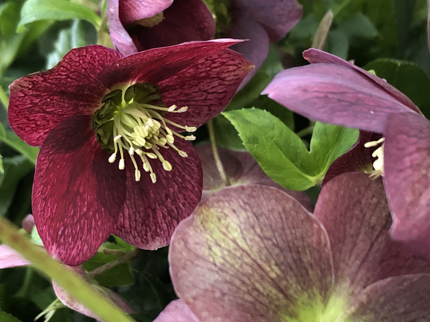 Helleborus orientalis 'JHE00091'PBR, 'Viv Victoria' Bordeauxrode Kerstroos