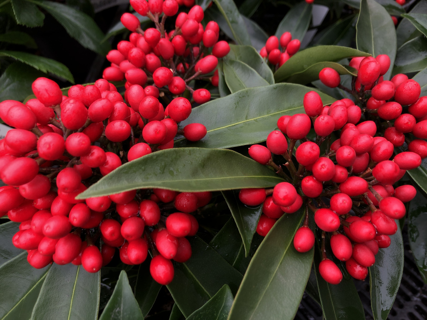 Skimmia japonica subsp. reevesiana Skimmia