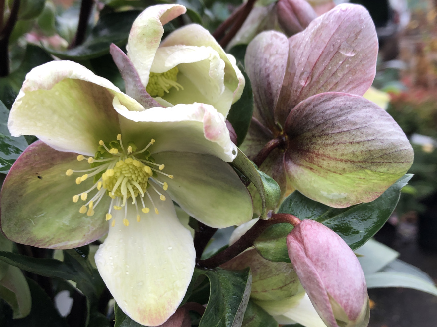 Helleborus ericsmithii 'JHE00202' (ViV Valeria) Kerstroos, Nieskruid