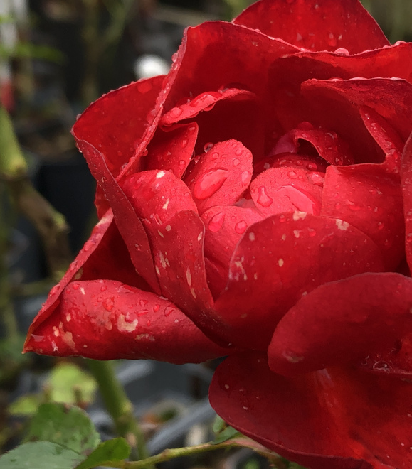 Rosa 'Adatrereso' (Red Maya) Rode Trosroos