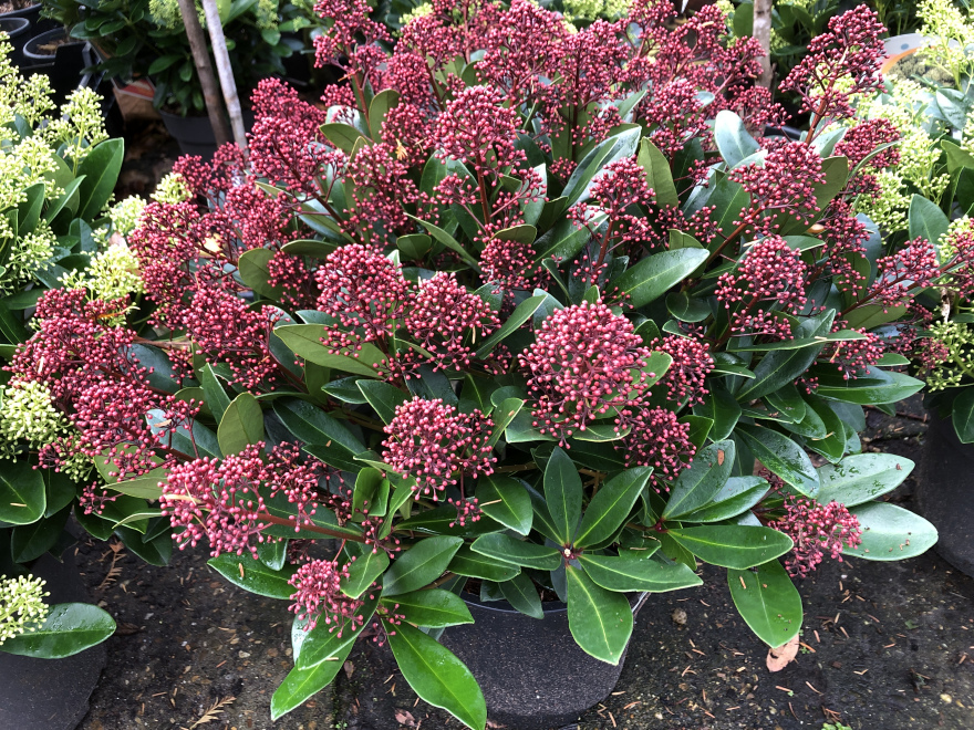 Skimmia japonica 'Rubella' Skimmia