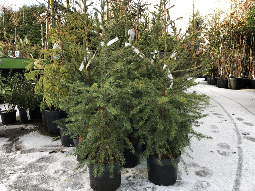Picea omorika Servische Spar, Blauwe Fijnspar, 80/100cm