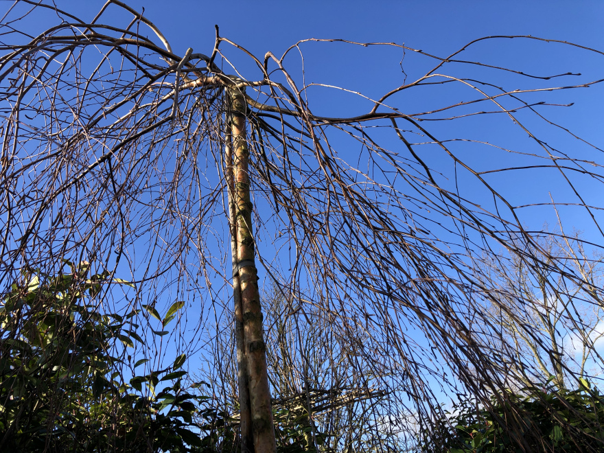 Betula pendula 'Youngii' Prieelberk