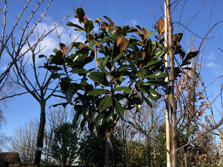 Magnolia grandiflora 'Galissonnière' Beverboom, Valse Tulpenboom
