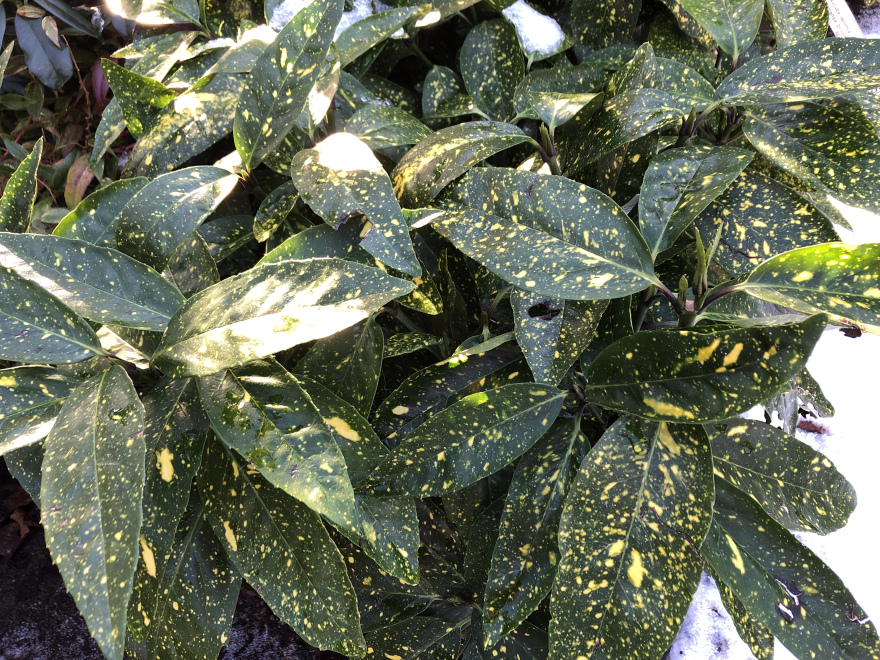 Aucuba japonica 'Variegata' Japanse broodboom