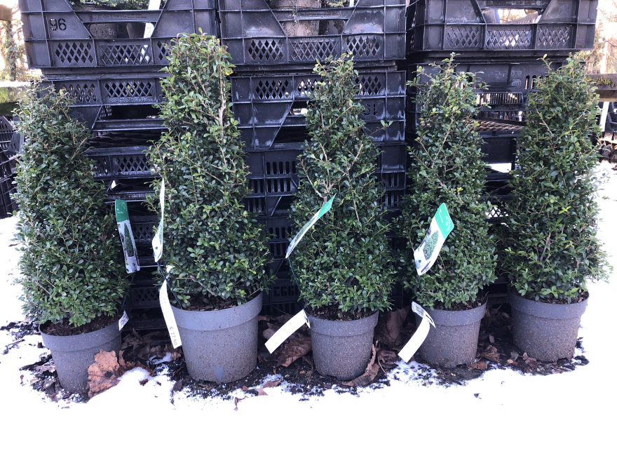 Ilex crenata 'Stokes'  Chinese hulst