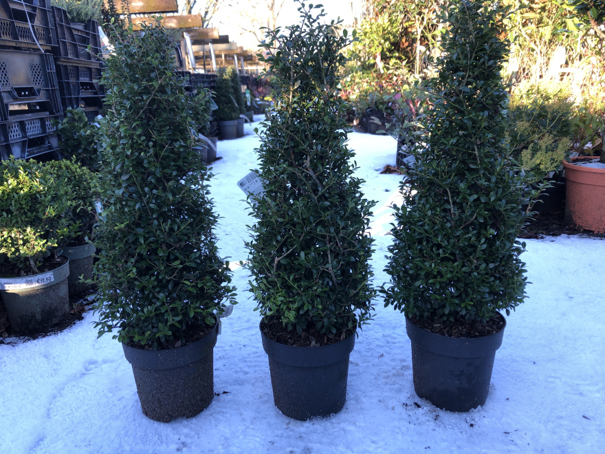 Ilex crenata 'Stokes'  Chinese hulst