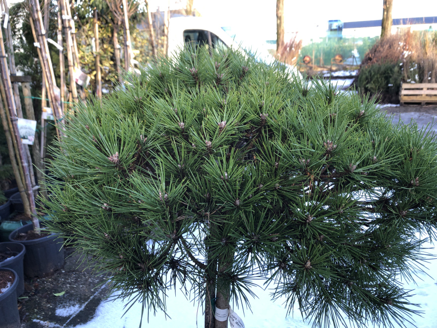 Pinus nigra  Zwarte den