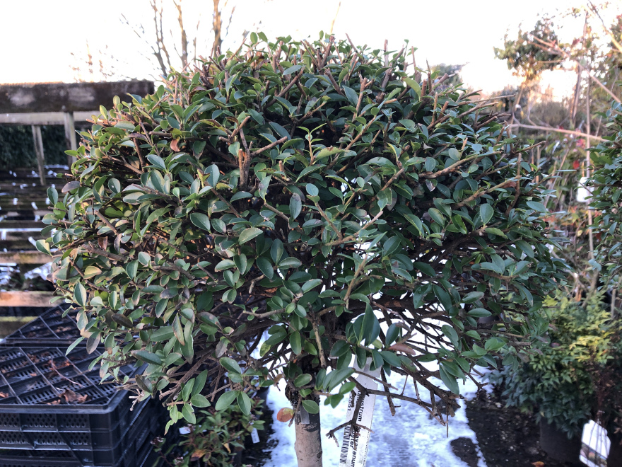 Ligustrum delavayanum Italiaanse liguster