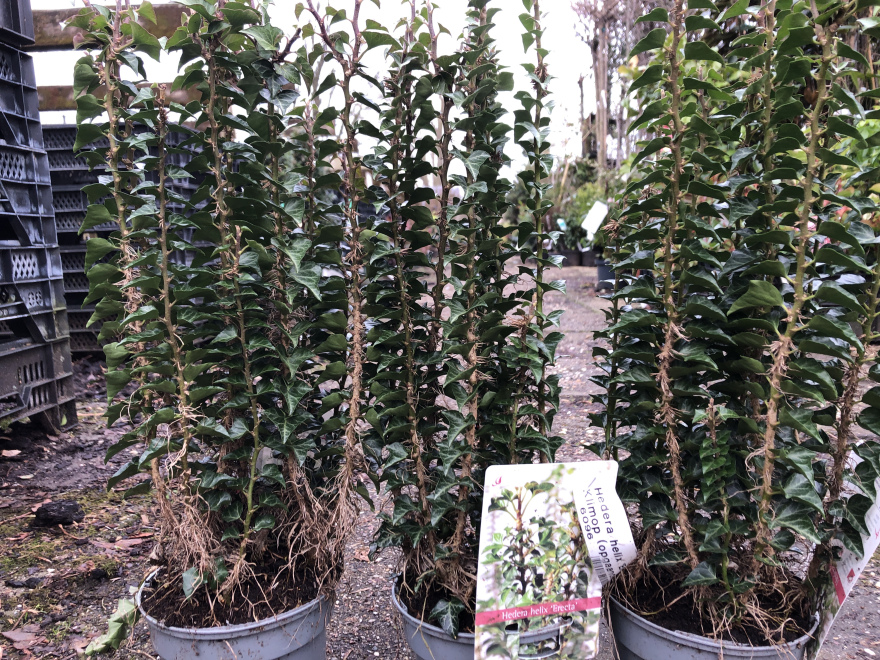 Hedera helix 'Erecta' Klimop (opgaande)