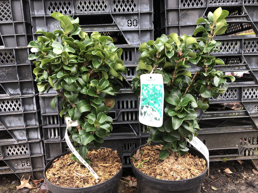 Ligustrum japonicum 'Rotundifolium' liguster