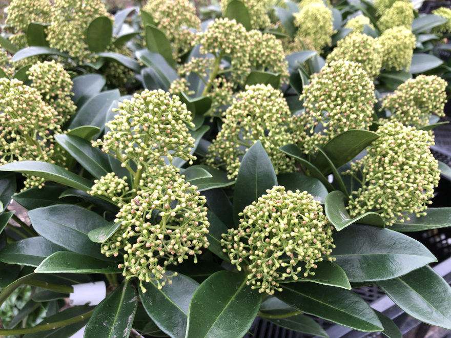 Skimmia japonica 'FM1' (White Globe) Skimmia