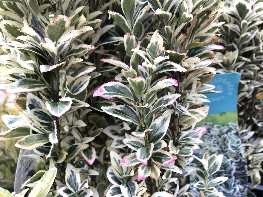 Euonymus japonicus 'White Spire' Euonymus