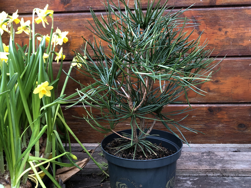 Sciadopitys verticillata Japanse Parasolden, Kransspar