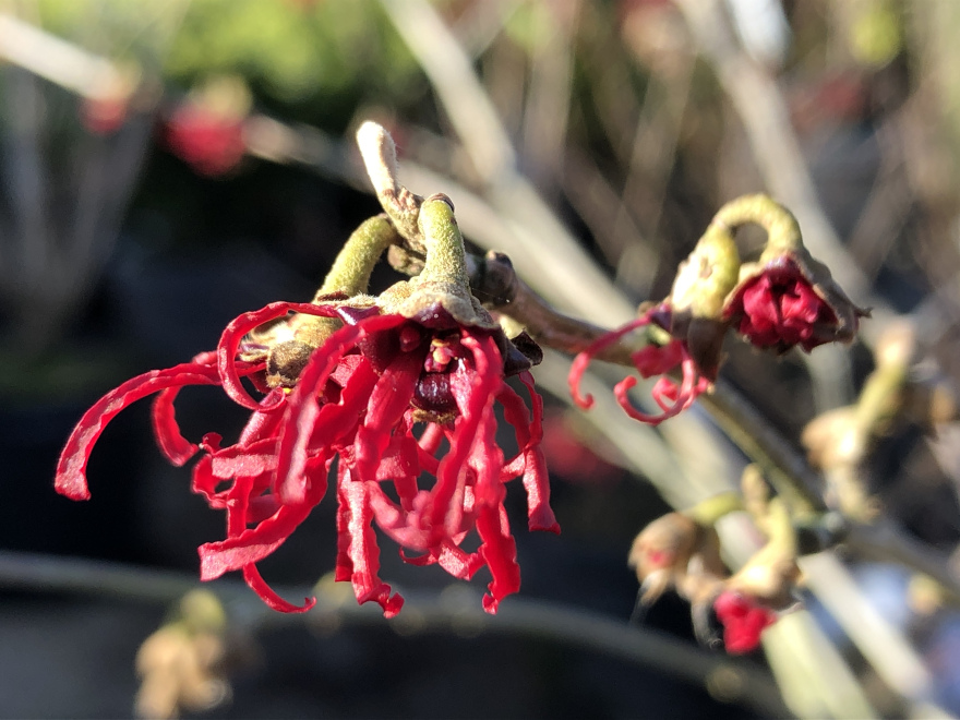Hamamelis intermedia 'Rubin' Toverhazelaar