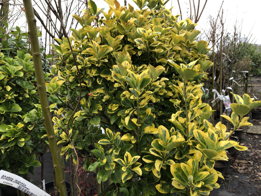 Euonymus japonicus 'Aureomarginatus' Kardinaalshoed