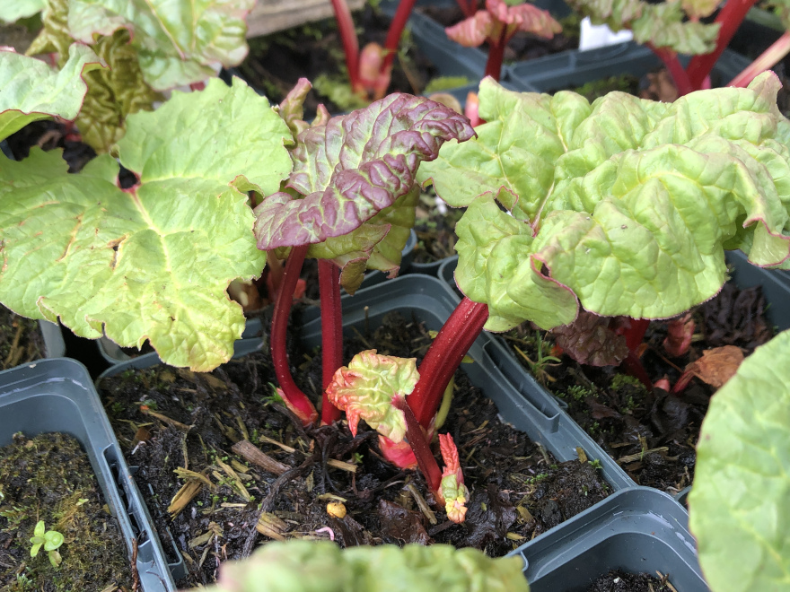 Rheum rhabarbarum Rabarber