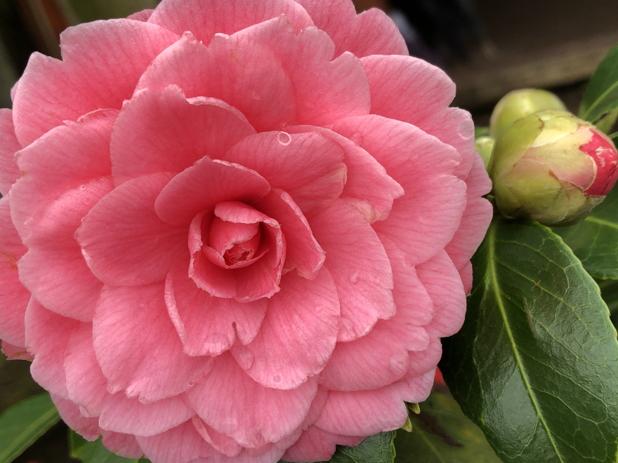 Camellia japonica 'Mrs Tingley' Theestruik, Japanse Roos