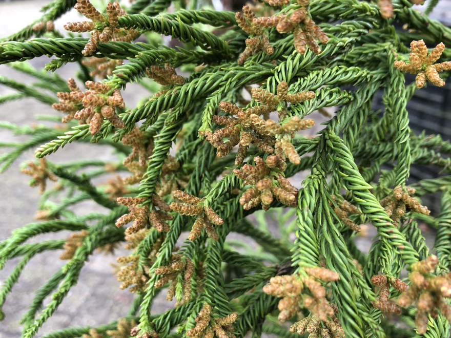Cryptomeria japonica 'Rasen' 