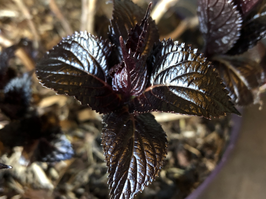 Hydrangea macrophylla 'Eclipse Purple'  First Editions Zeer Donkerbladige Boerenhortensia