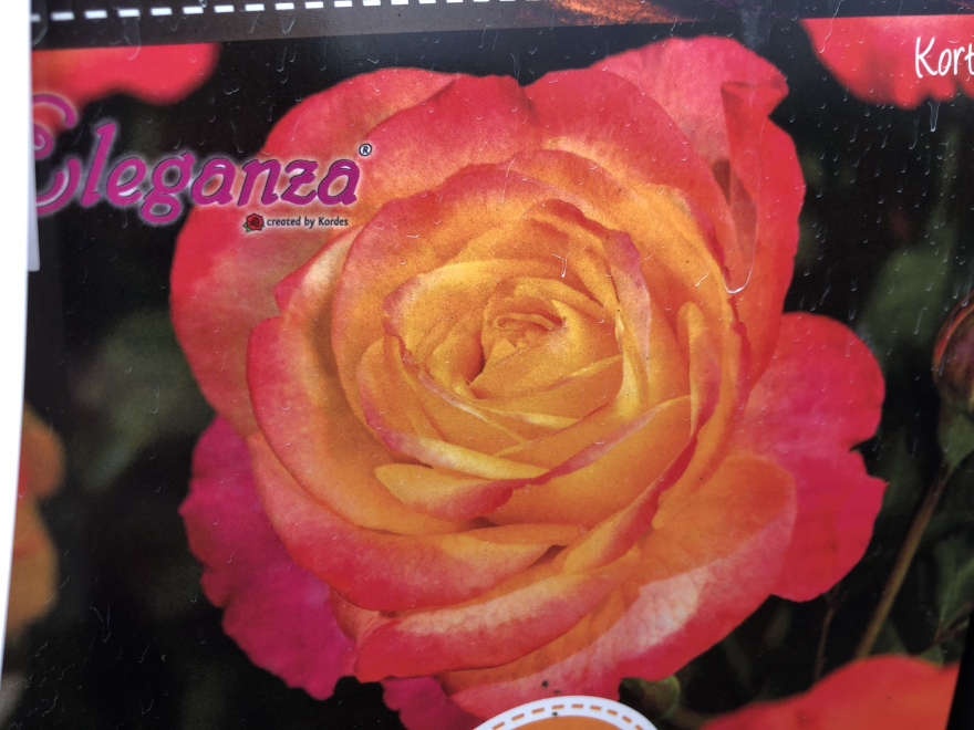 Rosa 'Kortaltal' ( Flaming Star)  Tweekleurige Grootbloemige Struikroos