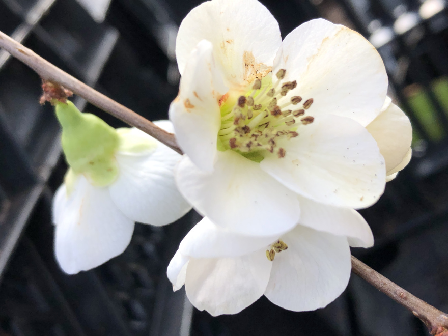 Chaenomeles speciosa 'Nivalis' Witte Dwergkwee