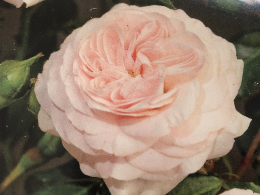 Rosa 'Korbaspro' (Larissa) Lichtroze Struikroos, Trosroos