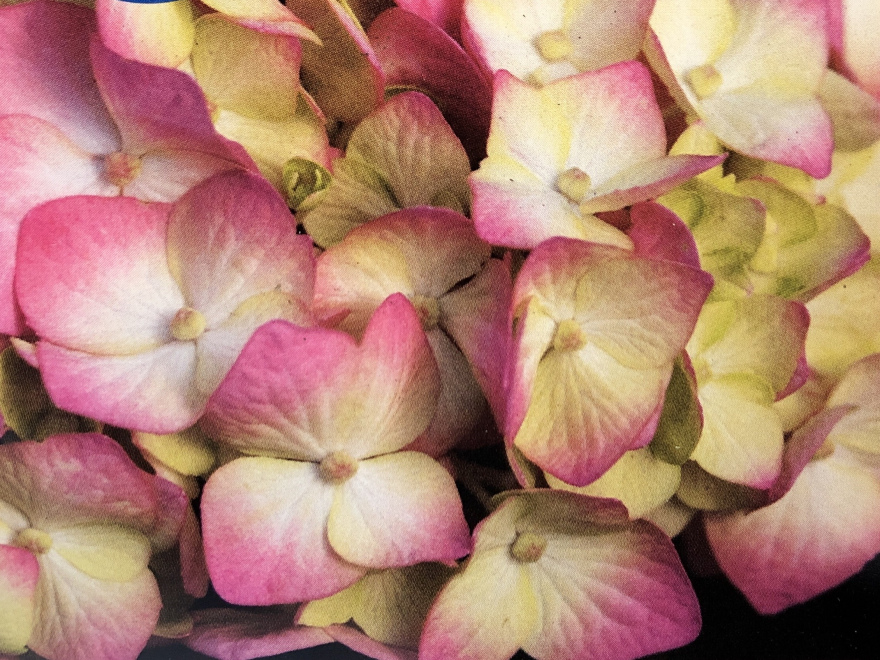 Hydrangea macrophylla 'PIIHMII' (Bloomstruck, Bloomstar)  Endless Summer® Bloomstar Pink