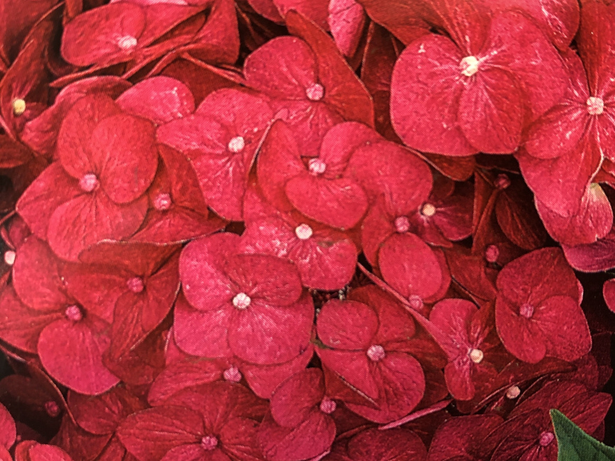 Hydrangea macrophylla 'Summer Love' RED Endless Summer® 