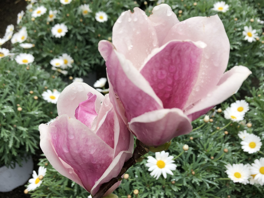 Magnolia soulangeana 'Satisfaction' Beverboom, Valse tulpenboom