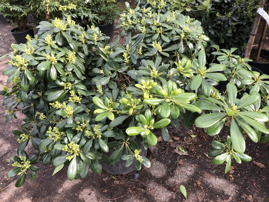 Pittosporum tobira 'Nanum' Japans Cheesewood