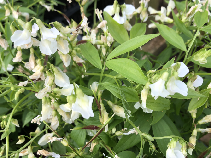 Lathyrus vernus 'Alboroseus' Pronkerwt