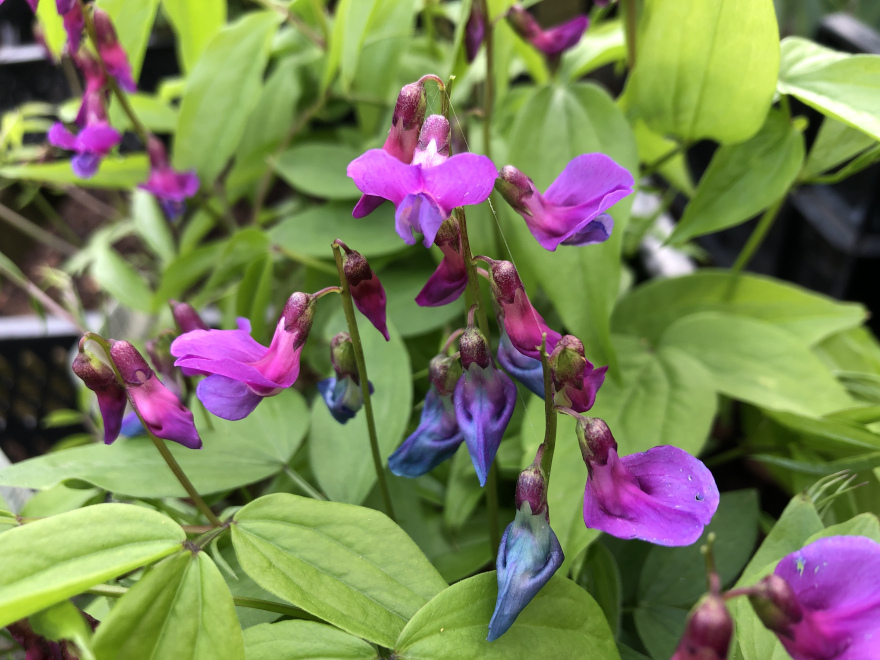 Lathyrus vernus Pronkerwt