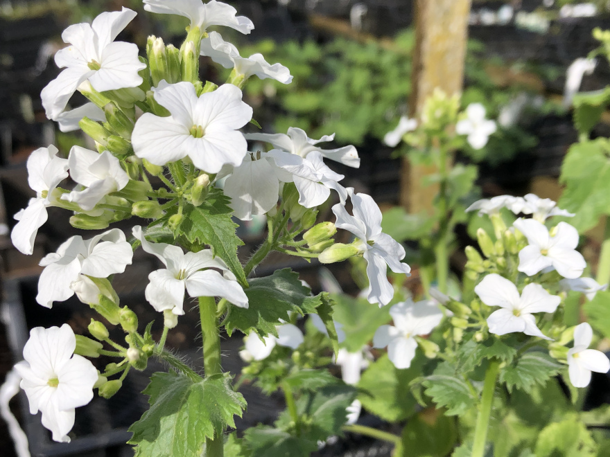 Lunaria annua 'Albiflora' Tuinjudaspenning