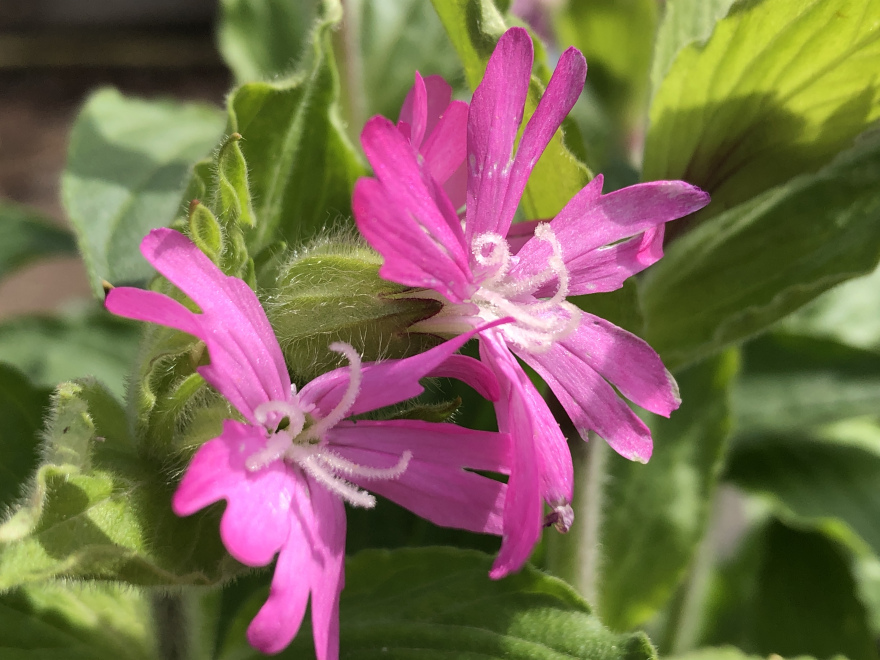 Silene dioica Dagkoekoeksbloem
