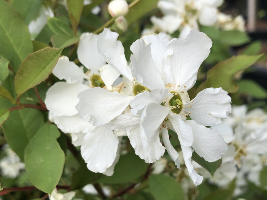 Exochorda racemosa 'Huibl' (Blushing Pearl) Parelstruik