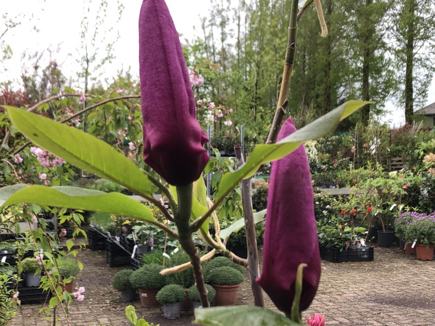Magnolia ‘Cleopatra’ Paarse Beverboom, Valse Tulpenboom