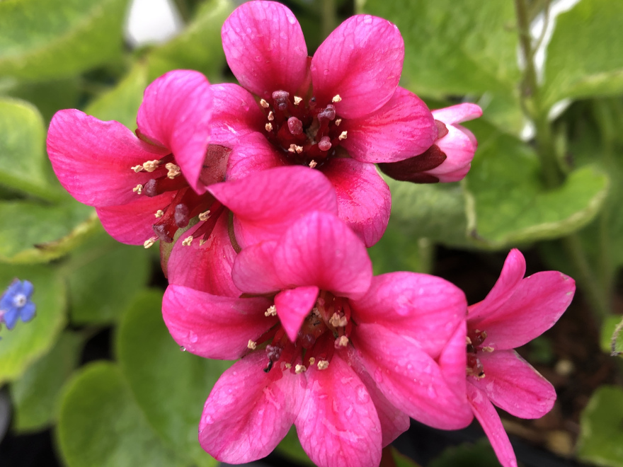 Bergenia 'Dragonfly Sakura' ® Schoenlappersplant