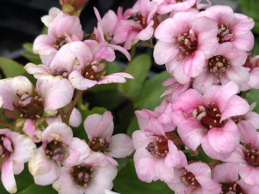 Bergenia 'Dragonfly Angel Kiss' ® Schoenlappersplant