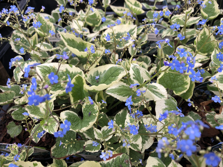 Brunnera macrophylla 'Dawson's White' (syn. Brunnera macrophylla 'Variegata') Kaukasisch vergeet-me-nietje