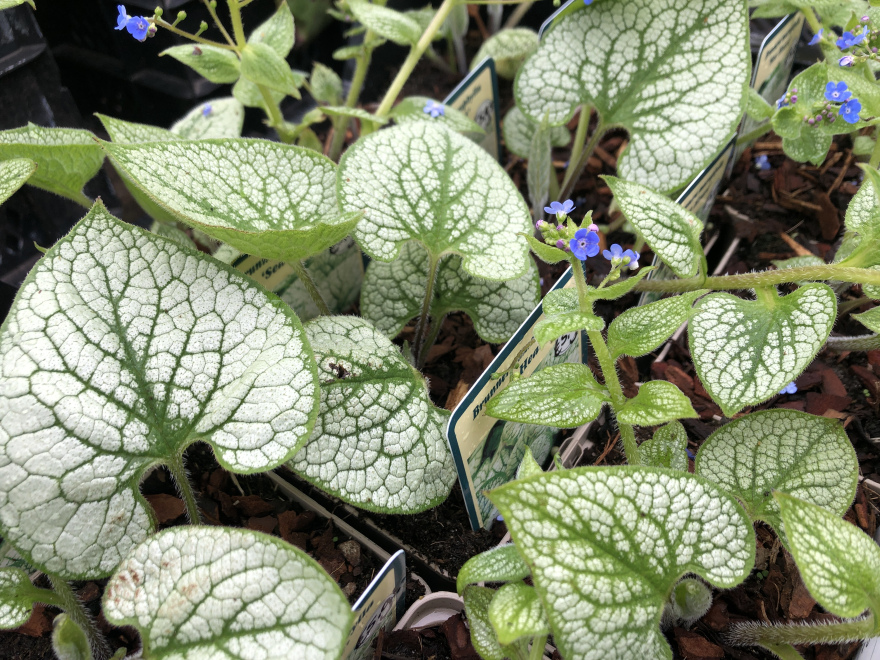 Brunnera macrophylla 'Sea Heart' ® Kaukasische-vergeet-mij-nietje