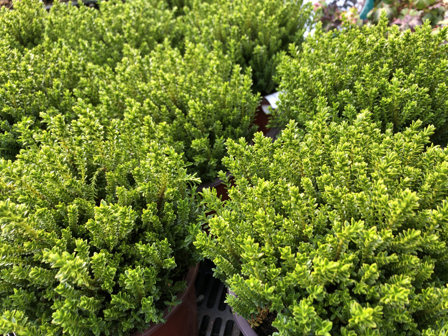 Hebe 'Emerald Gem' (Green Globe) hebe
