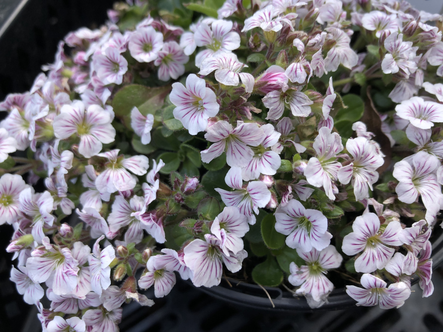 Gypsophila cerastioides Gipskruid
