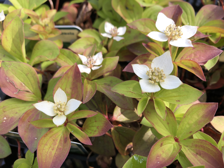 Cornus canadensis Canadese kornoelje