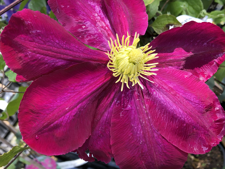 Clematis 'Hoshi-no-flamenco' 