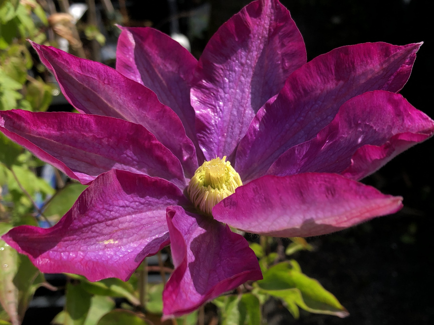 Clematis 'Kakio'(Pink Champagne) 