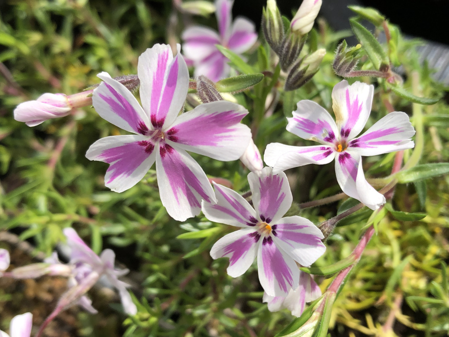 Phlox 'Tamaongalei' (syn. 'Candy Stripes') Vlambloem (Subulata-groep)