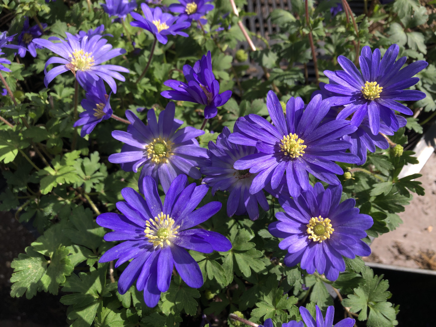 Anemone blanda Anemoon
