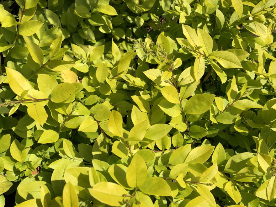 Ligustrum 'Vicaryi' Goudkleurige Liguster