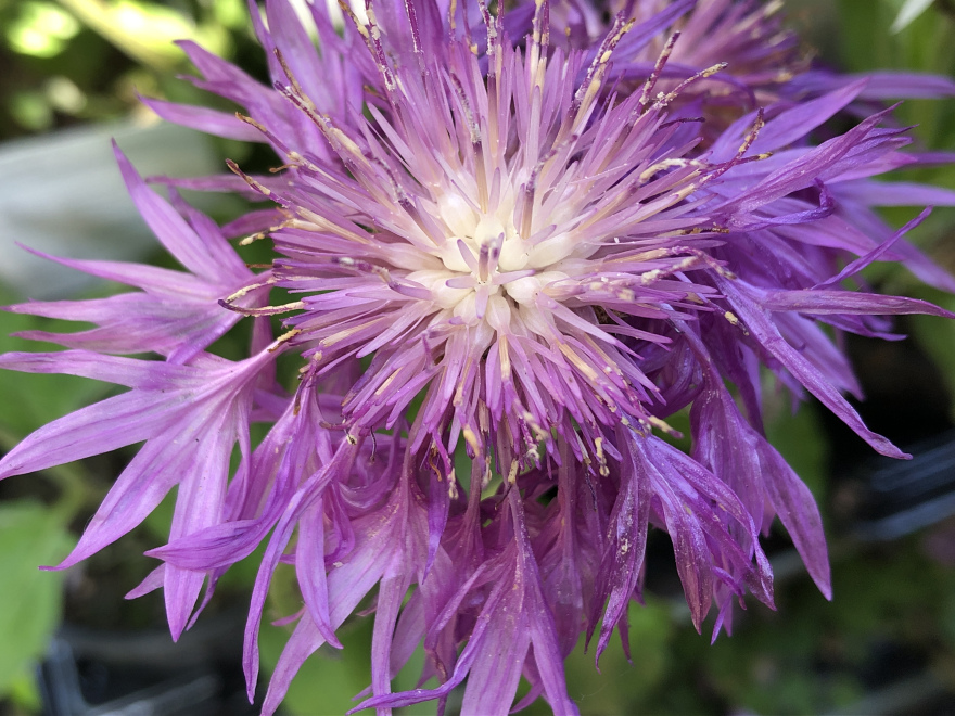 Centaurea hypoleuca 'John Coutts' Korenbloem
